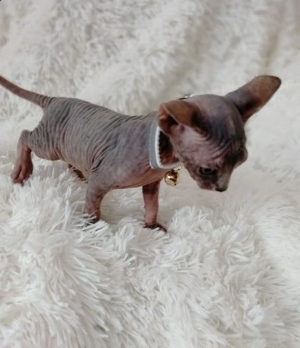 due bellissimi canadian sphynx gattini | Foto 2