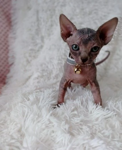 due bellissimi canadian sphynx gattini | Foto 1