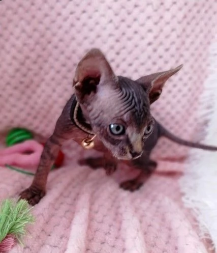 due bellissimi canadian sphynx gattini