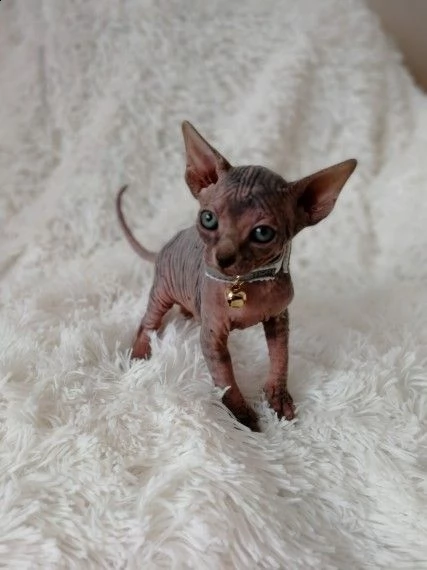 due bellissimi canadian sphynx gattini | Foto 0