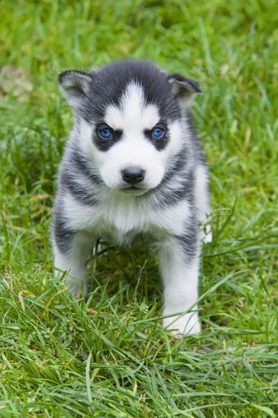 siberian husky occhi color ghiaccio stupendi