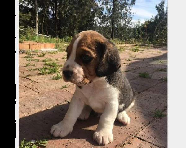 cuccioli di beagle 