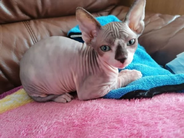 fantastico cuccioli di canadian sphynx | Foto 0