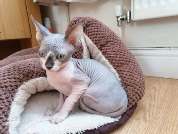 fantastico cuccioli di canadian sphynx