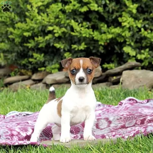 vendita jack russell con pedigree