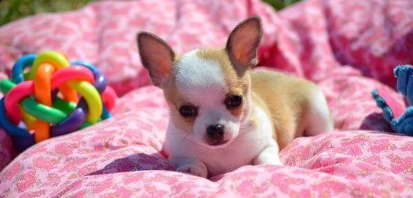 bellissimi chihuahua cuccioli | Foto 1