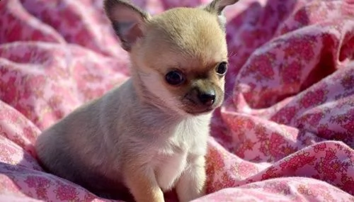 bellissimi chihuahua cuccioli | Foto 0