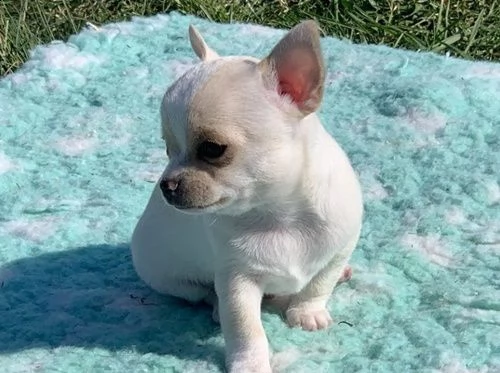 bellissimi chihuahua cuccioli