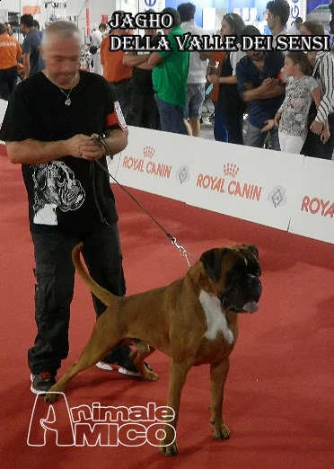 cuccioli boxer | Foto 6