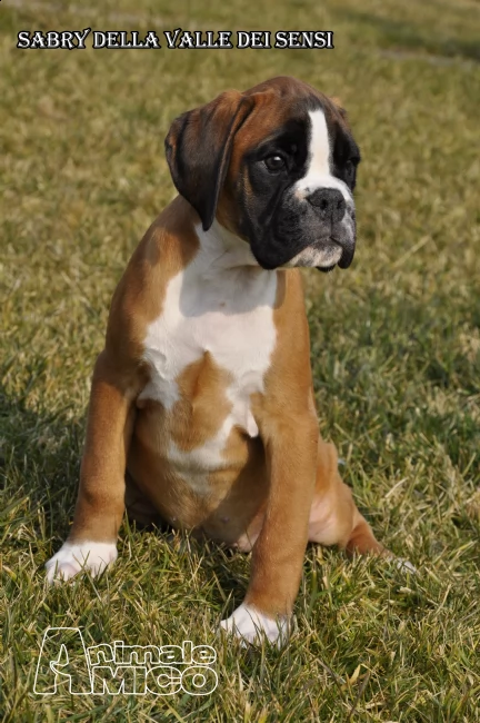 cuccioli vendo boxer cuccioloni e cuccioli-allevamento boxer della valle dei sensi-boxer a milano e sondrio-vendo cuccioli boxer a lodi | Foto 2