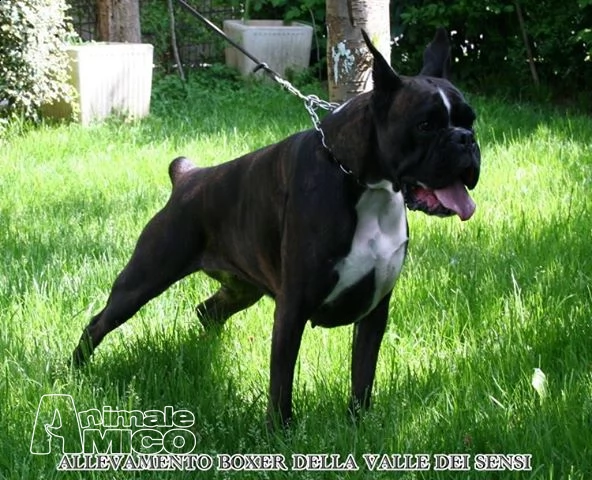 cuccioli vendo boxer cuccioloni e cuccioli-allevamento boxer della valle dei sensi-boxer a milano e sondrio-vendo cuccioli boxer a lodi | Foto 1