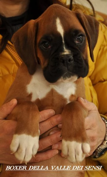 boxer vendo. cuccioli boxer trento | Foto 6