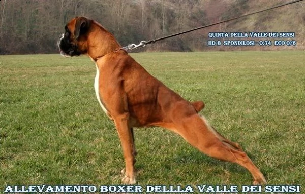 boxer vendo. cuccioli boxer trento | Foto 4