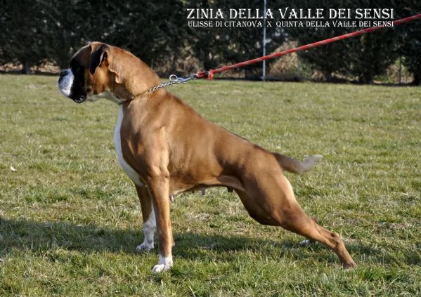 boxer vendo. cuccioli boxer trento | Foto 1