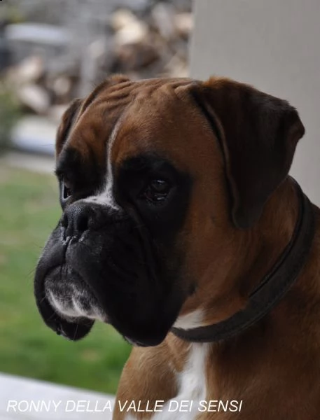 boxer cuccioli vendo a bologna e ferrara | Foto 5