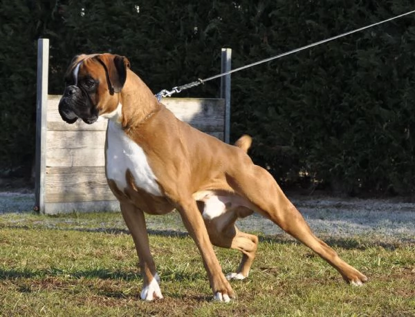 boxer cuccioli vendo a bologna e ferrara | Foto 2