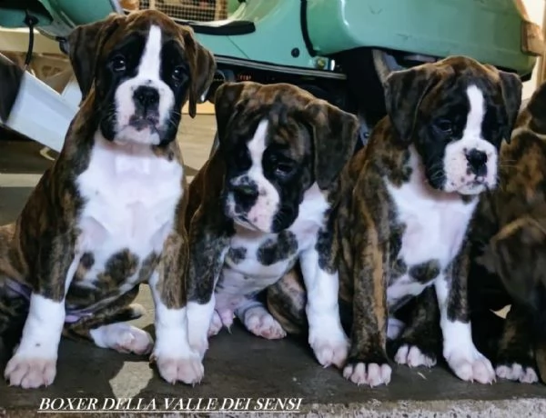 boxer cuccioli vendo a modena.allevamento boxer a modena | Foto 6