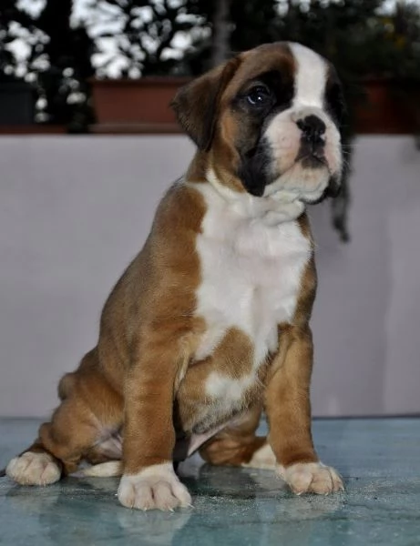 boxer cuccioli vendo a modena.allevamento boxer a modena | Foto 4