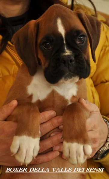 boxer cuccioli vendo a modena.allevamento boxer a modena | Foto 3