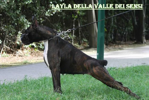 boxer cuccioli selezionati vendo | Foto 10