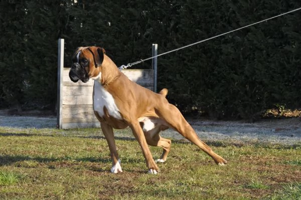 boxer cuccioli selezionati vendo | Foto 5