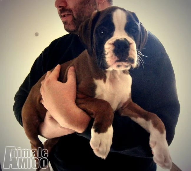 boxer cuccioli selezionati vendo | Foto 4