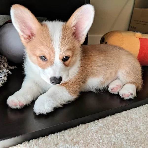 adorable corgi for sale