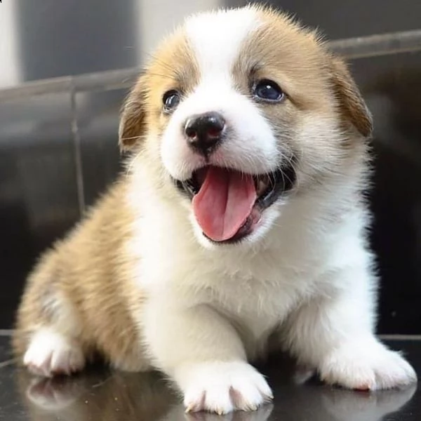 adorable corgi for sale | Foto 2