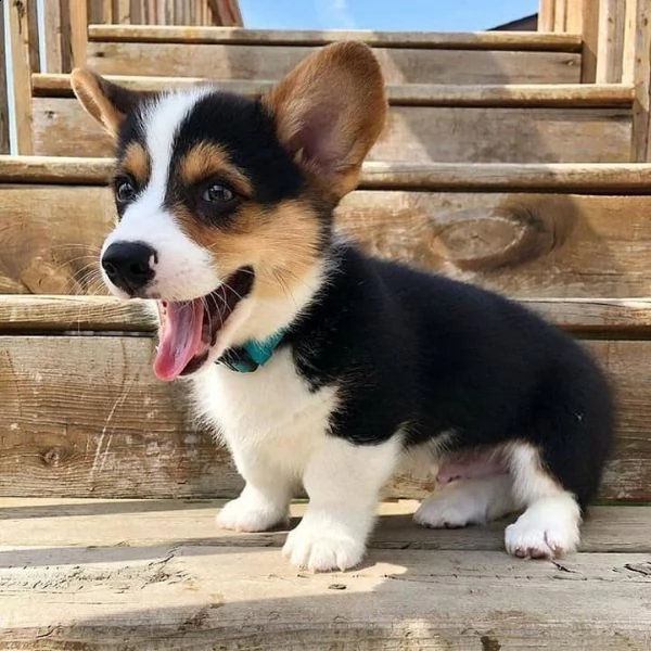 adorable corgi for sale | Foto 1