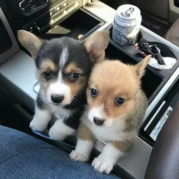 adorable corgi for sale | Foto 0