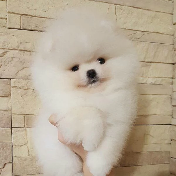 cucciolo di volpino pomerania toy