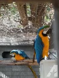 disponibili uccelli macaw parlanti molto carini.