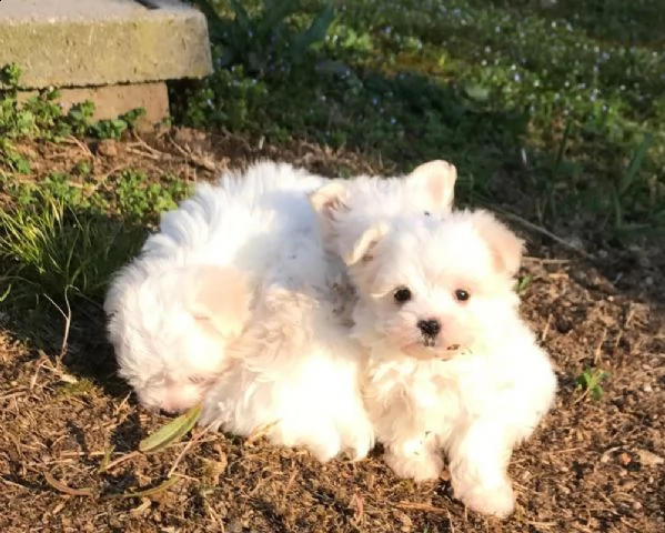 vendita cucciolo cuccioli maltese toy bianco | Foto 0