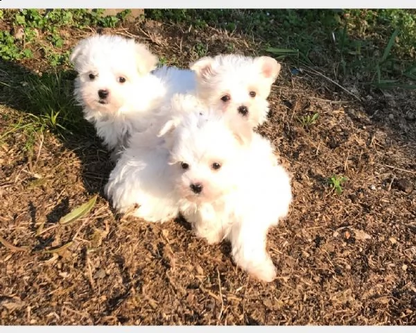 vendita cucciolo cuccioli maltese toy bianco