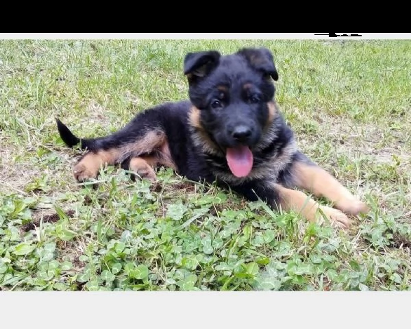 vendita cucciolo cuccioli di pastore tedesco  | Foto 0