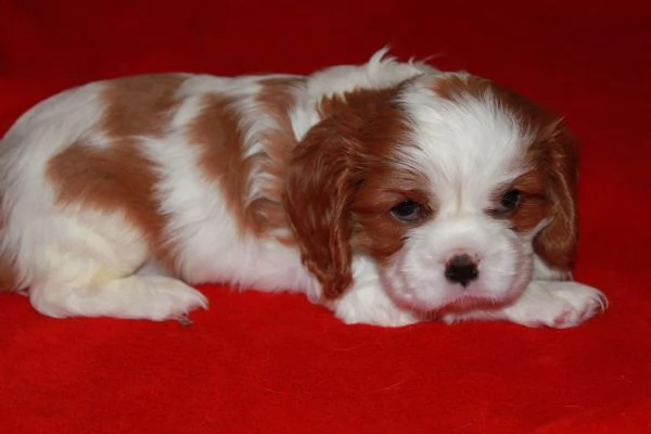 regalo bellissimi cavalier king charles spaniel maschi