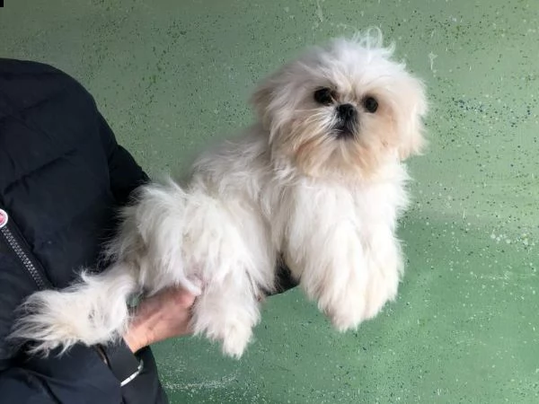 04 bellissimi cuccioli di shih tzu in adozione | Foto 0