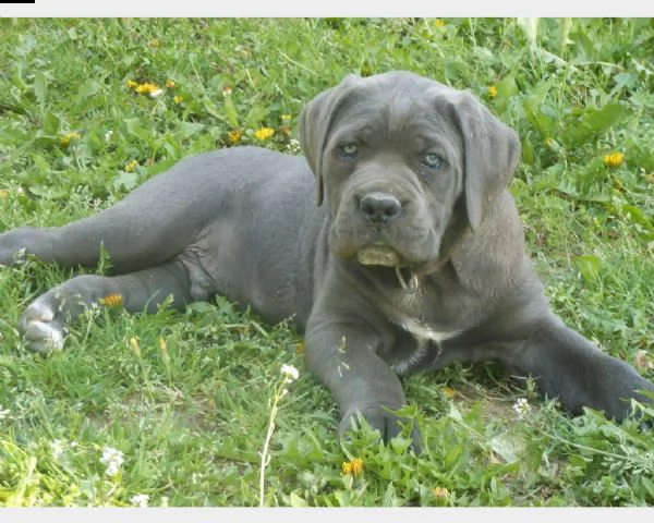 cuccioli di cane corso 