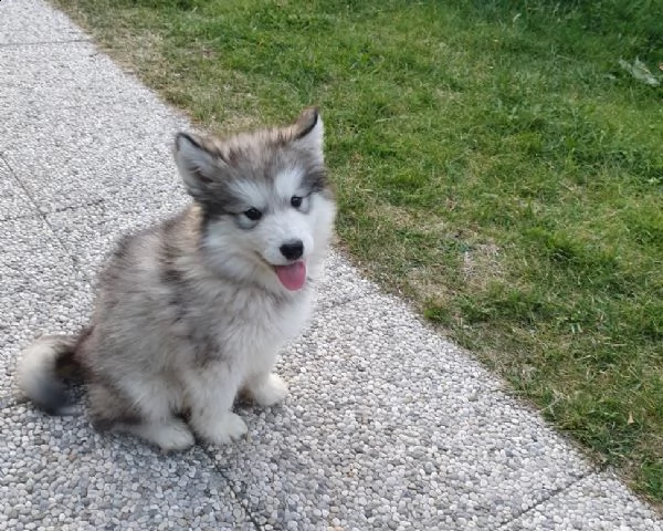 cuccioli alaskan malamute femmine con pedigree