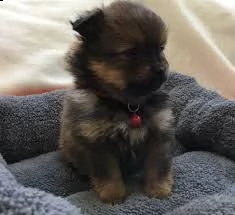 regalo due cuccioli di pomeranian