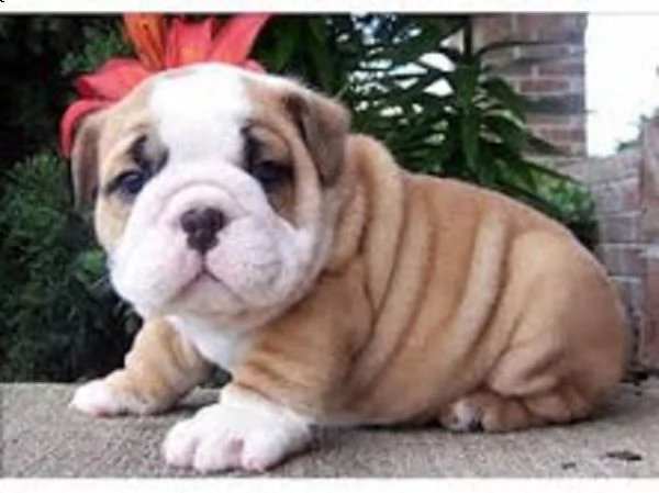 bellissimo cucciolo bulldog inglese per adozione | Foto 0