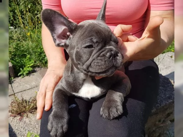 4simpatici cuccioli di bulldog francese vgiovani maschi e fem>  | Foto 0