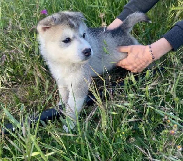 cuccioli siberian husky a campofelice di roccella