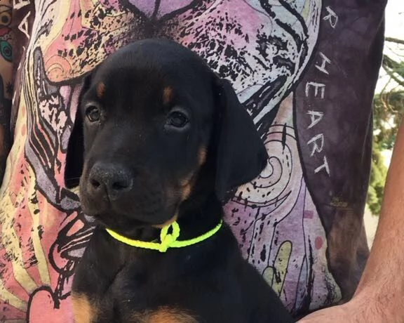 regalo dobermann femmina marrone | Foto 0