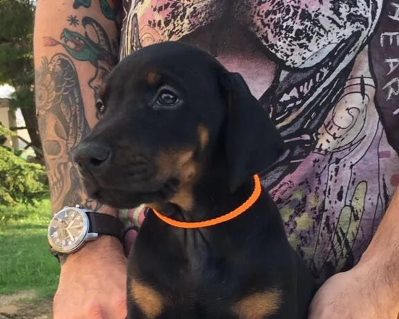 regalo dobermann femmina marrone