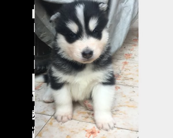 vendita cucciolo cuccioli di siberian husky | Foto 0