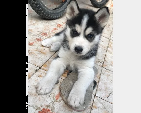 vendita cucciolo cuccioli di siberian husky