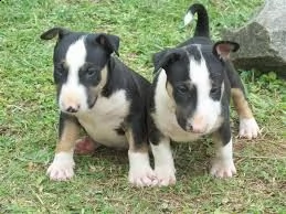 cucciolo di bull terrier tenerissimi intrigantissimi e buonissimi di 70 giorni sia maschi che femmin