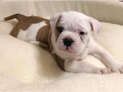  bellissimi cuccioli di bulldog inglese 