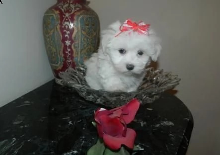  regalo piccolo maltese cuccioli disponibili 